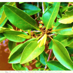 Mangrove Leaves