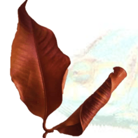 Mangus Leaves