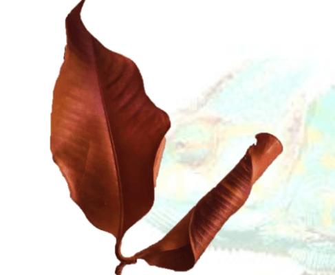 Mangus Leaves