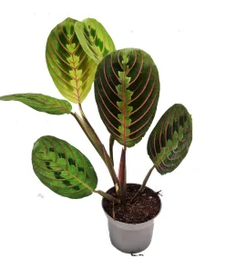 Maranta Fascinator Medium