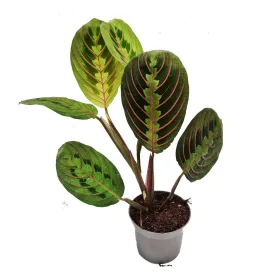 Maranta Fascinator Medium