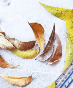 Neem Leaves