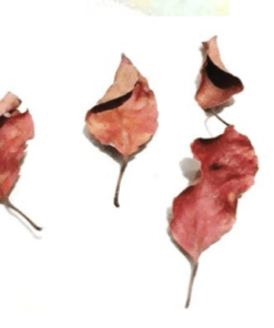 Veralu (Ceylon Olive) Leaves