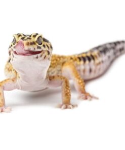 Leopard Gecko Full Setup