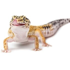 Leopard Gecko Full Setup