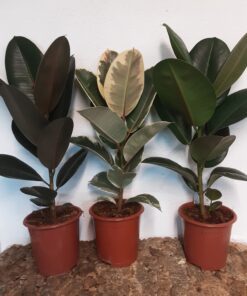 Ficus Elastica - Rubber Tree - 50cm