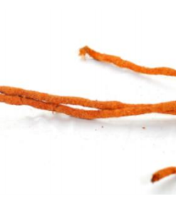 Buzzard Reptile Natural Tropical Vine