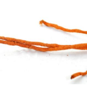 Buzzard Reptile Natural Tropical Vine