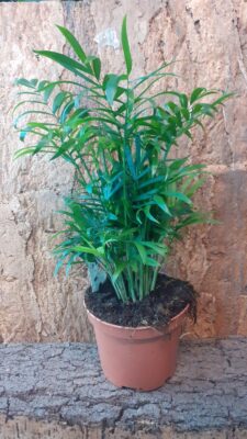Chamaedorea Elegans 40cm