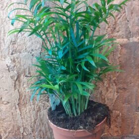 Chamaedorea Elegans 40cm