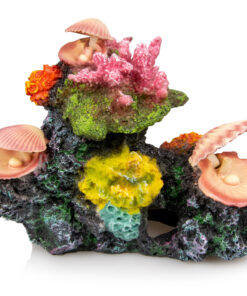 Giganterra Corals and Seashells