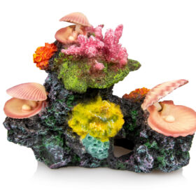 Giganterra Corals and Seashells