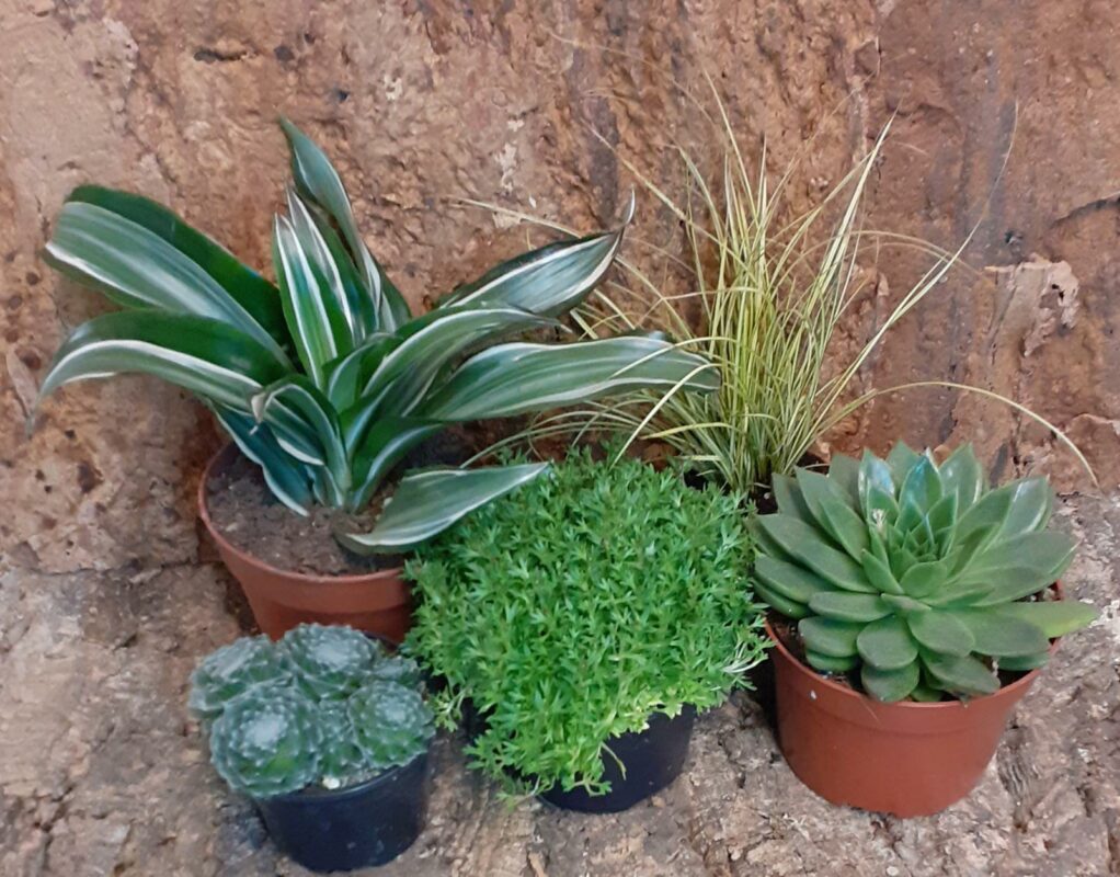 Tortoise Plant Bundle