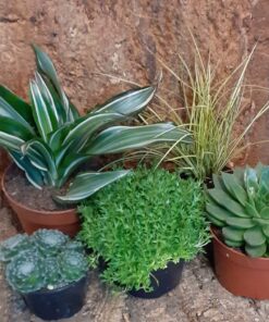 Tortoise Plant Bundle