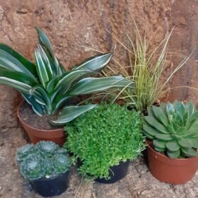 Tortoise Plant Bundle