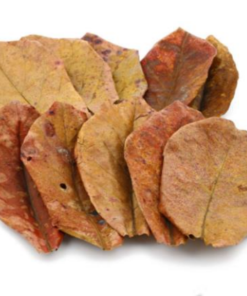 Catappa (Indian Almond)