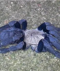 Cyriopagopus Hati Hati