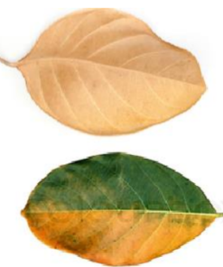 Jack Fruit Leaves - Large