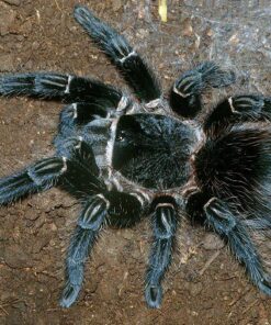 Lasiodora Parahybana