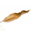 Mango Leaves