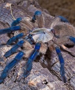 Monocentropus Balfouri