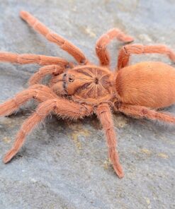 Neoholothele Incei Gold