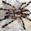 Poecilotheria Regalis