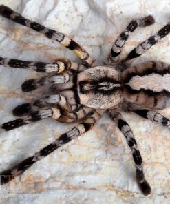 Poecilotheria Regalis