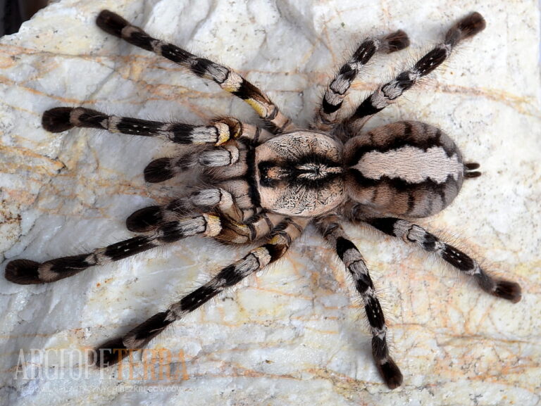 Poecilotheria Regalis - Buzzard Reptile & Aquatics