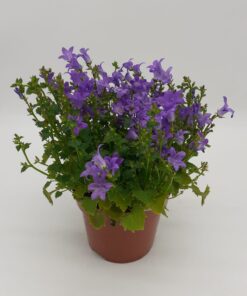 Campanula