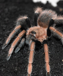 Sericopelma Sp. Santa Catalina