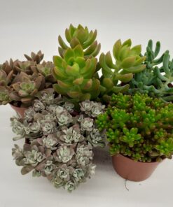 Sedum - Stonecrop