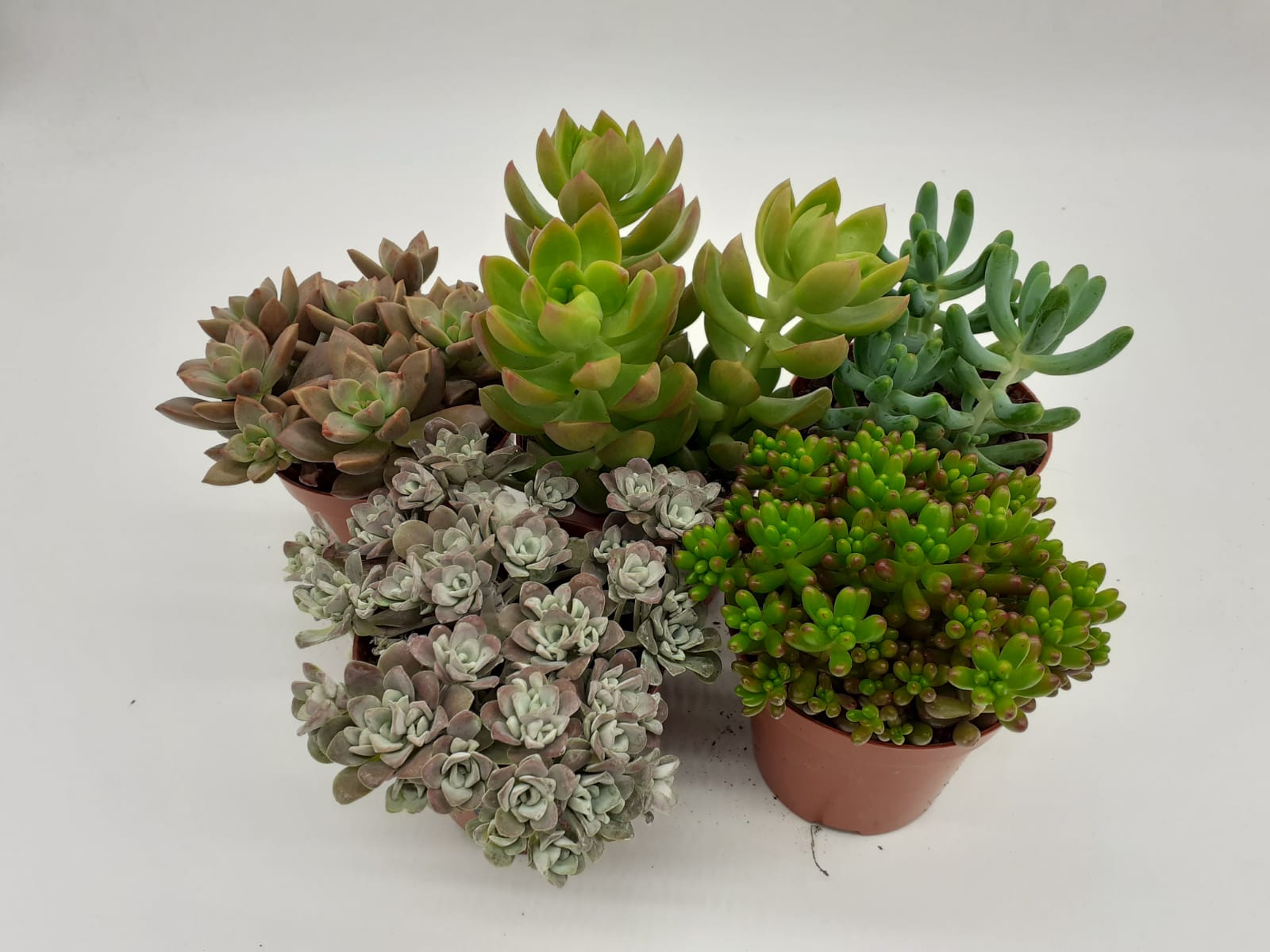 Sedum - Stonecrop