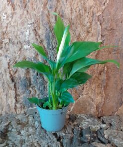 Spathiphyllum Pearl - Peace Lily