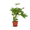 Fatsia Japonica 45cm