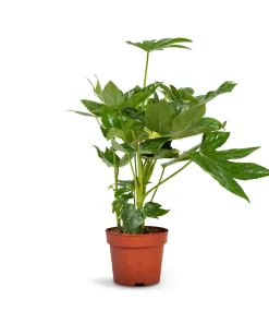 Fatsia Japonica 45cm