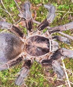 Phormictopus auratus