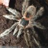 lasiodora striatipes