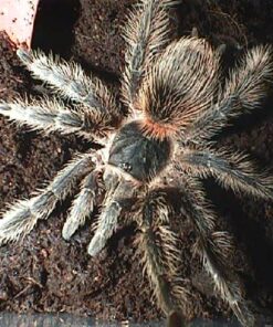 lasiodora striatipes