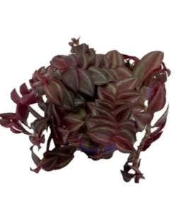 Tradescantia Purpusii