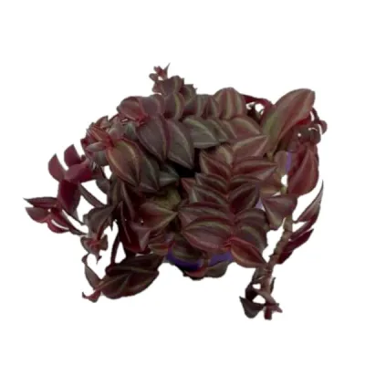 Tradescantia Purpusii