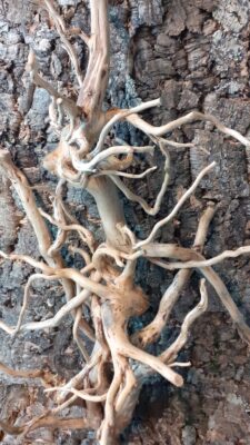 Natural Tea Bush Root