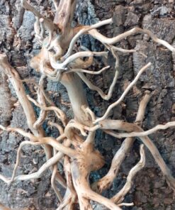 Natural Tea Bush Root