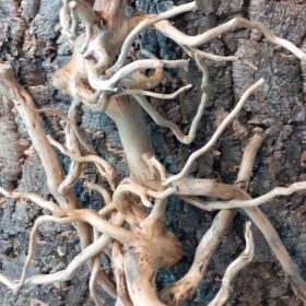 Natural Tea Bush Root