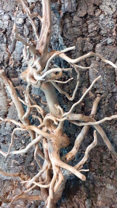 Natural Tea Bush Root