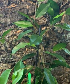 Ficus Benjamina 'Danielle' - Weeping Fig - 54cm