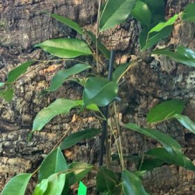 Ficus Benjamina 'Danielle' - Weeping Fig - 54cm