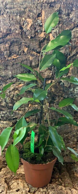 Ficus Benjamina 'Danielle' - Weeping Fig - 54cm