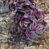 Tradescantia Purple Passion