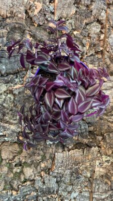 Tradescantia Purple Passion